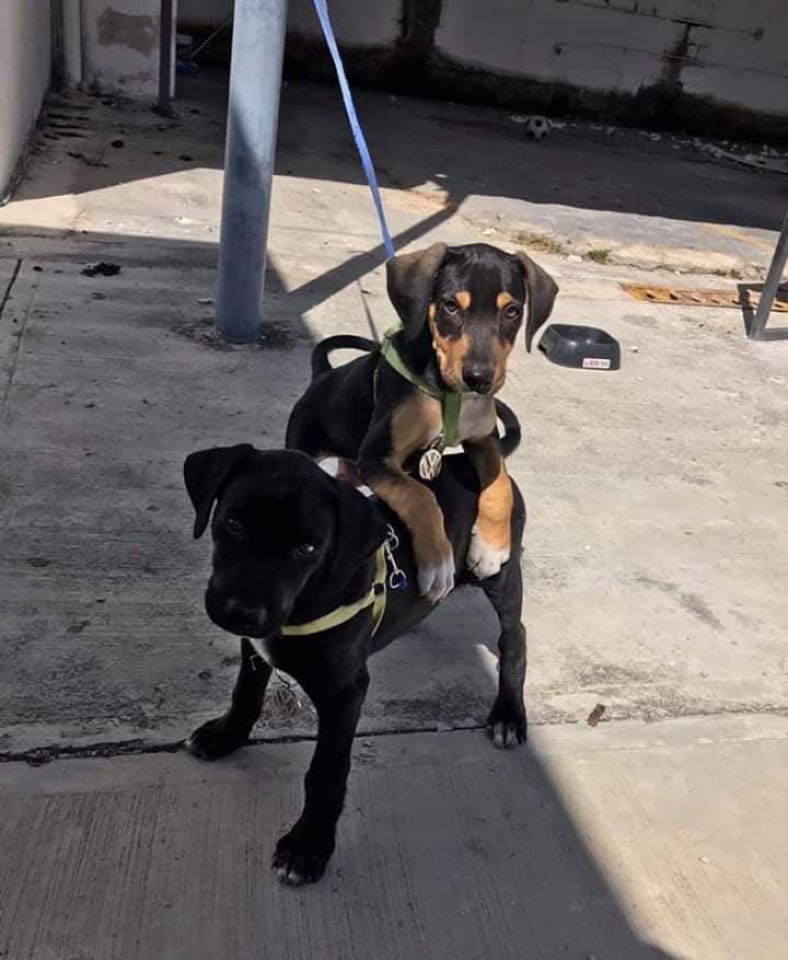 Estos adorables cachorros forman parte de la vigilancia de Volkswagen