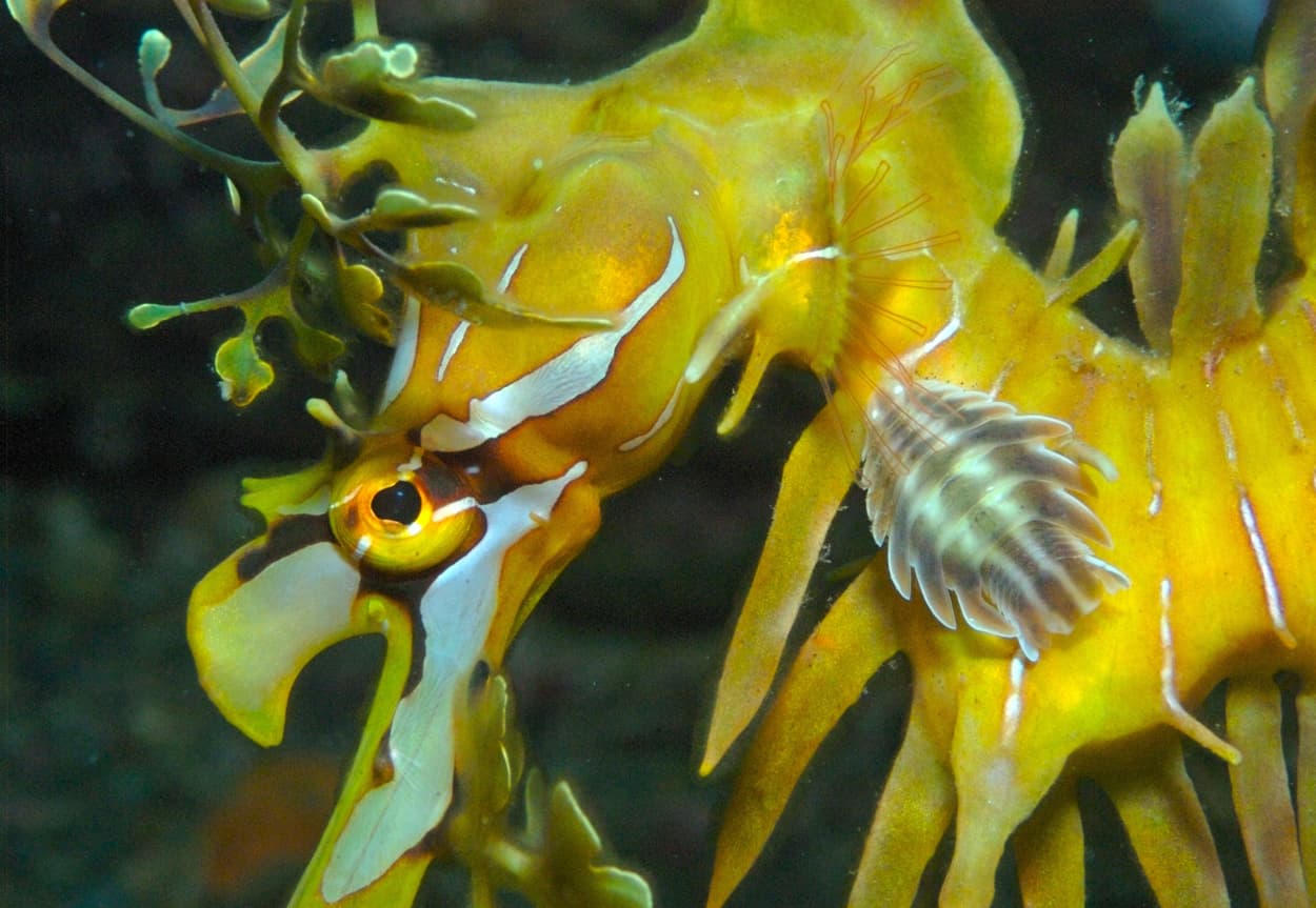 Las imágenes de estas dos especies de dragones de mar son tan alucinantes como hipnóticas