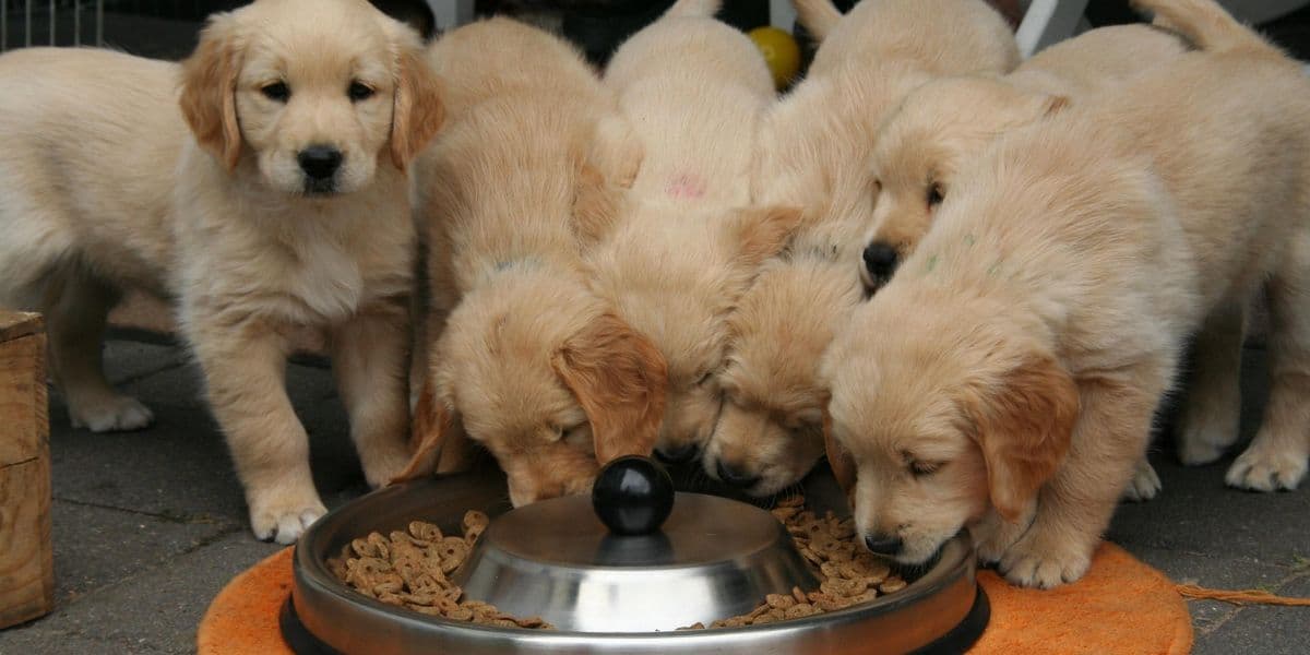 Ingredientes para cachorros: alimentos que necesita para su crecimiento