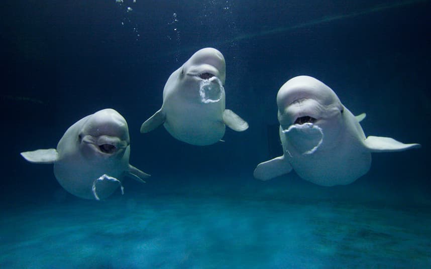 Conoce el primer santuario de belugas