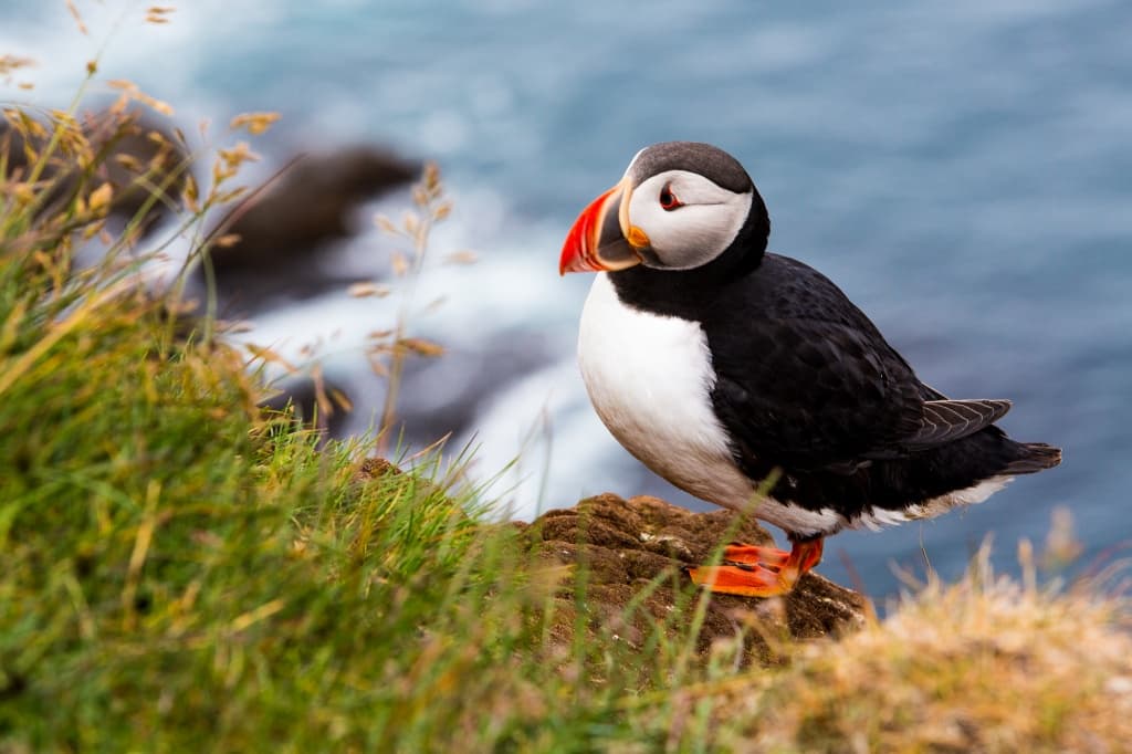 Los pájaros más bonitos que nunca antes habías visto