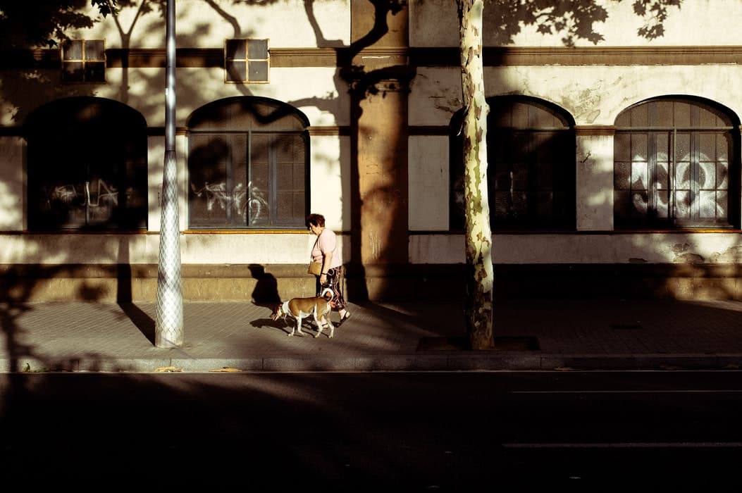 Qué hacer si encuentras a un perro sin dueño