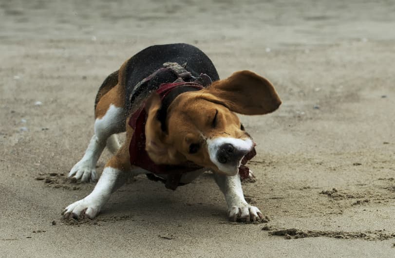 El cuento mixe que relata por qué los perros se sacuden el pelaje