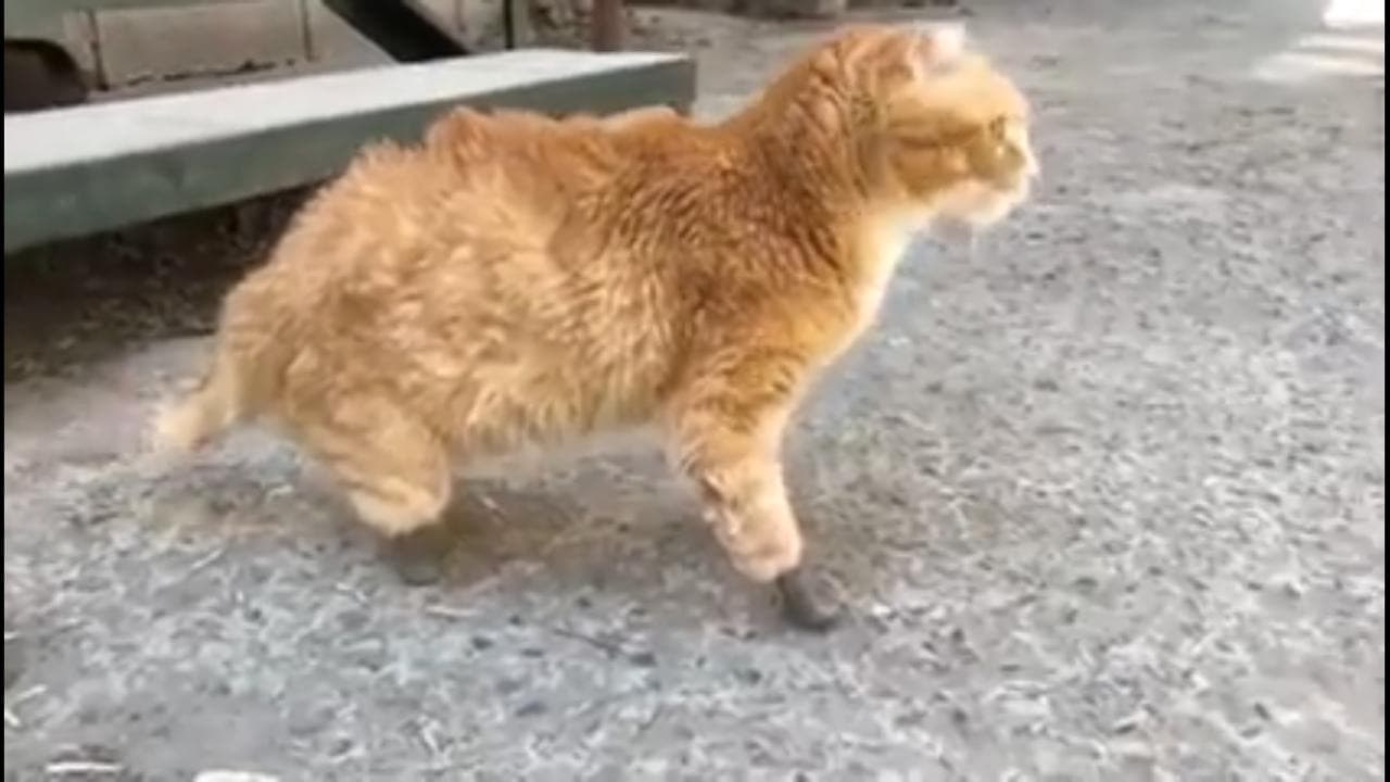 Este gato volvió a caminar gracias a unas patas biónicas (VIDEO)