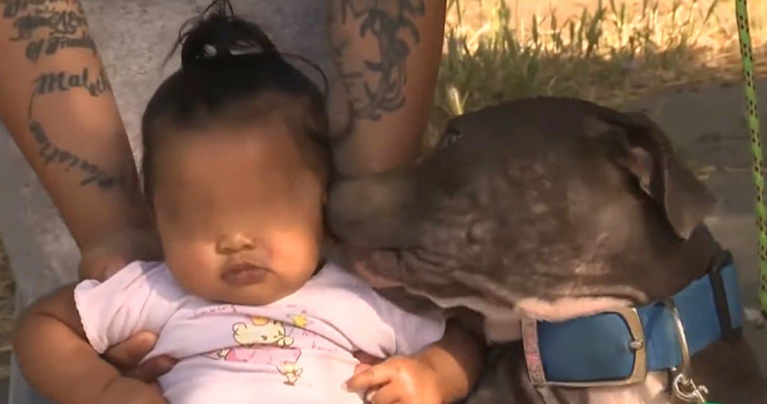 Perra pitbull salva a bebé de morir en un incendio en EU
