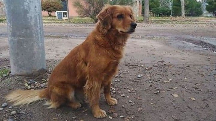 Sheila, la perra que lleva un año afuera de la cárcel donde está su dueño