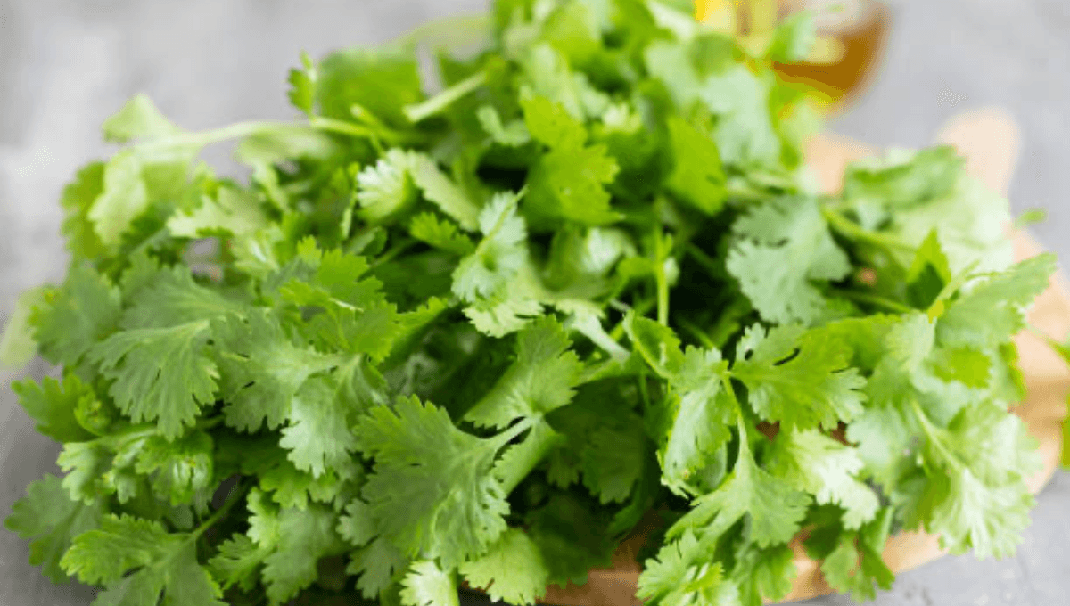 Precio del cilantro HOY 18 de junio en Walmart y la Central de Abastos | Por manojo y por kilo