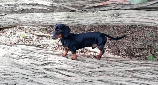 Niña hace manual para los cuidados de su perro y se hace viral en redes