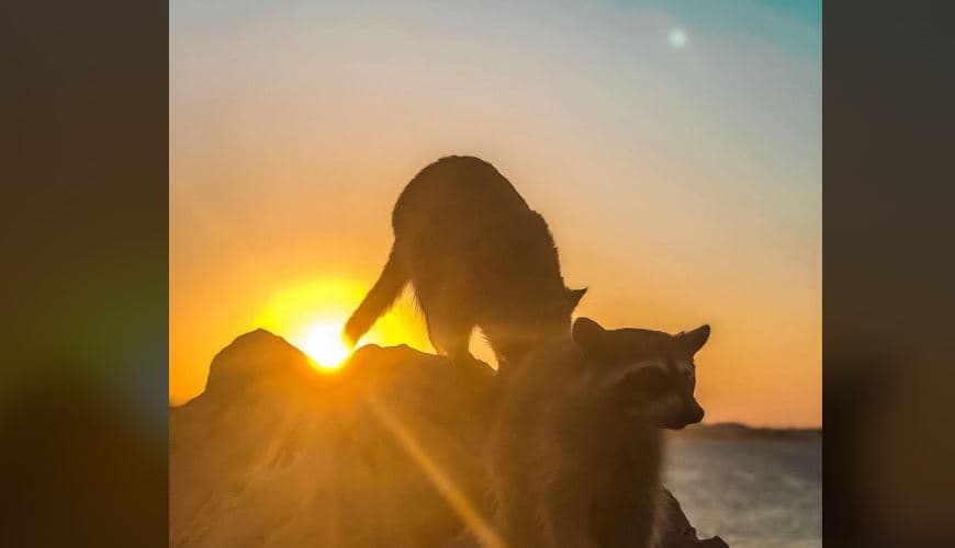 Conoce la playa mexicana que está habitada por mapaches