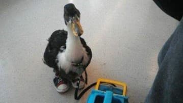 VIRAL: Pato con tenis sorprende a usuarios del Metro de la CDMX
