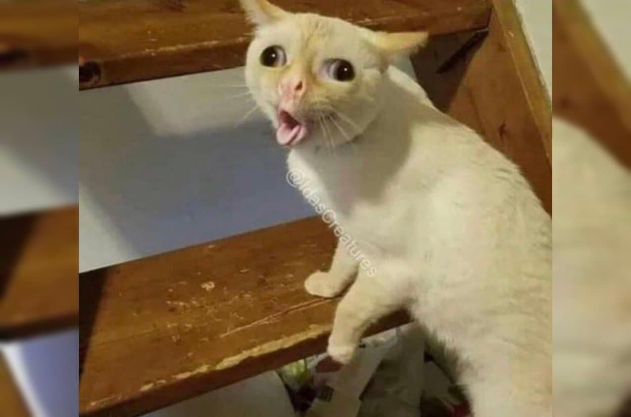 ¿De dónde salió el meme del gato tosiendo?