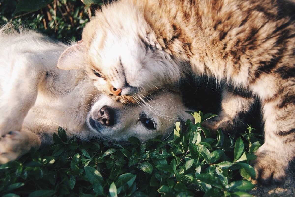 Qué hacer si tu mascota se enferma durante la cuarentena