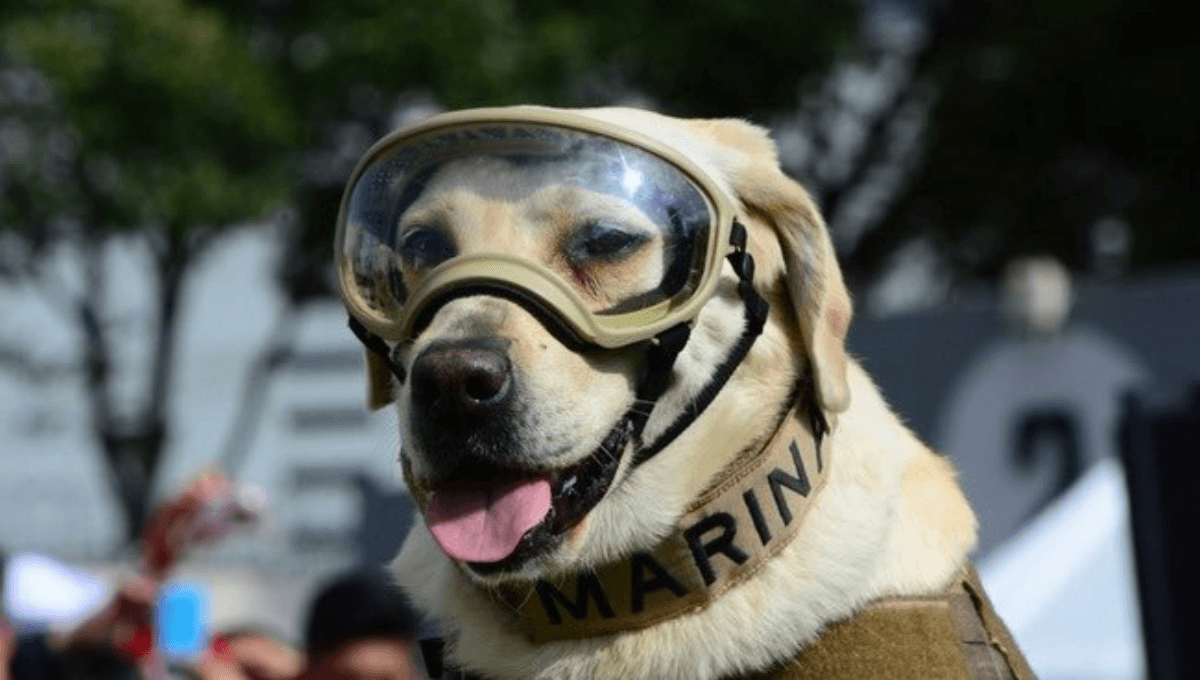 Muere Frida, perrita rescatista del sismo de 2017 en México