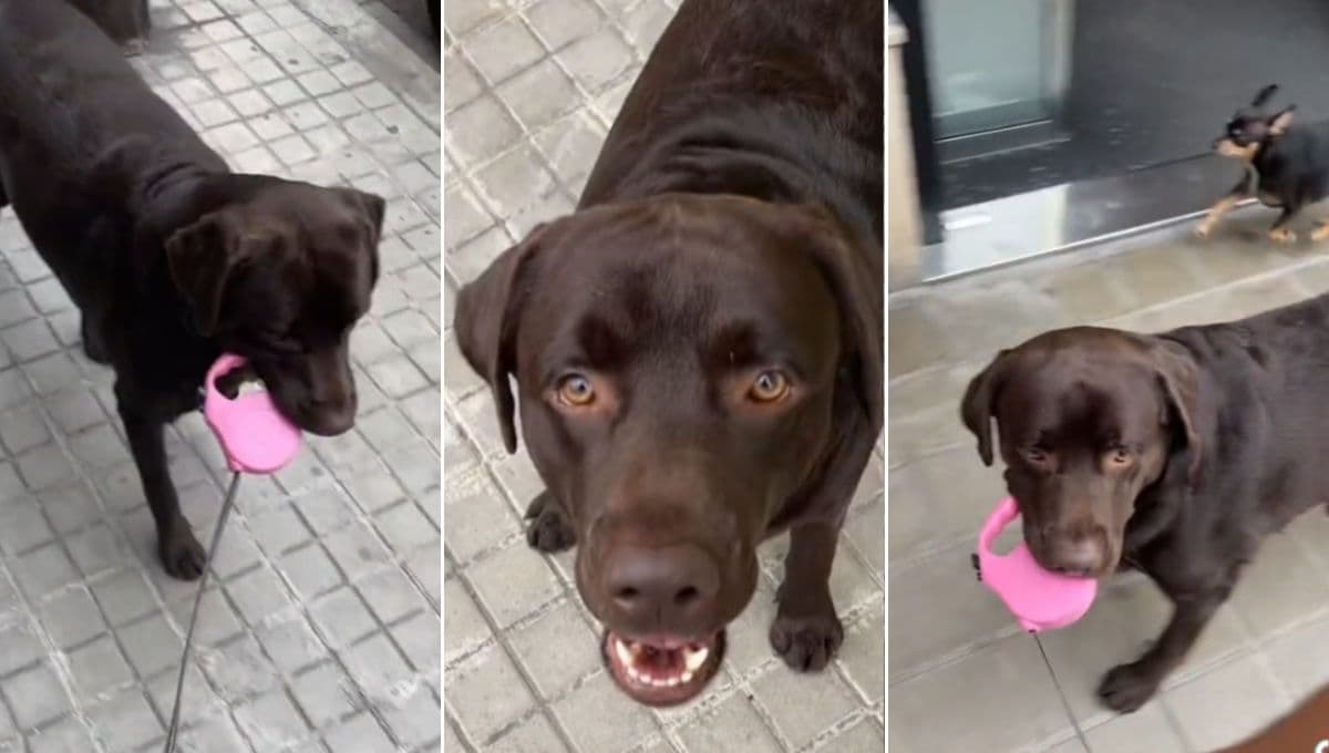 Perro pasea a su dueño y su enorme sonrisa nos lo cuenta todo