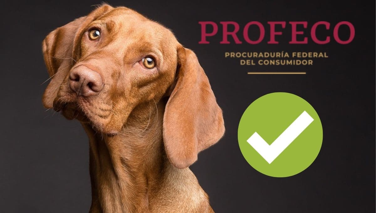 ¿Cuáles son las mejores croquetas para perro, según Profeco 2023?