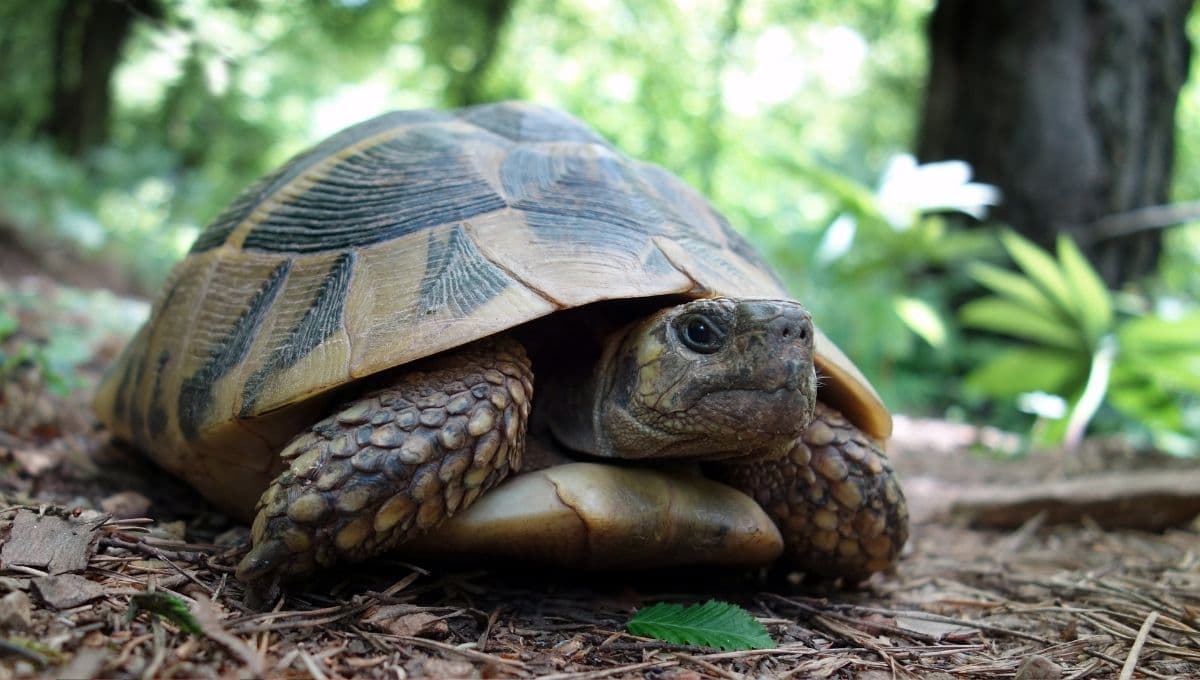 efemerides 23 de mayo dia mundial de las tortugas